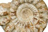 Huge Jurassic Ammonite (Kranosphinctites?) Fossil - Madagascar #175802-3